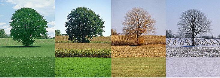 《波斯王子：失落的王冠》主线将达20-25个小时 融入类银河恶魔城玩法